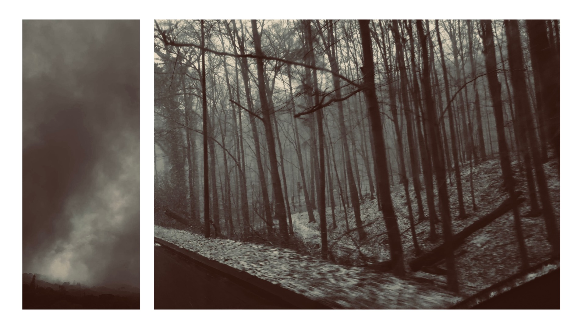 Diptych Forest